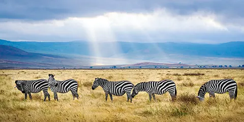 2 Days Tanzania Private Five Stars Lodge Safari 