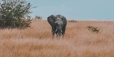 4 Days Best Safari in Tarangire Serengeti and Ngorongoro