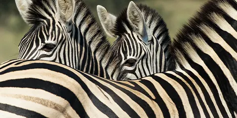 3 Days Bliss Vip Retreat Serengeti and Ngorongoro Crater