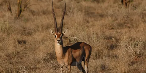 3 Days Luxury Tanzania Extravaganza in Serengeti Embrace