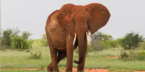 7 Days Private Safari Trip from Tarangire to Serengeti 