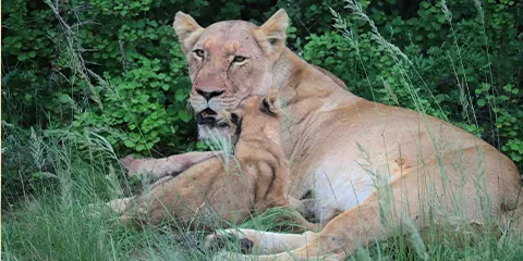 3 Days Serengeti Camping Safari and Ngorongoro Crater