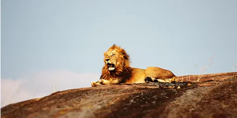 5 Days Private Safari Serenity Mid Range 