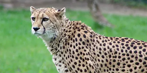 5 Days VIP Safari Adventure Luxury Private Tour of Tarangire Serengeti and Ngorongoro