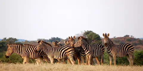 5 Days Journey into Vip Luxury Private Safari in Tanzania