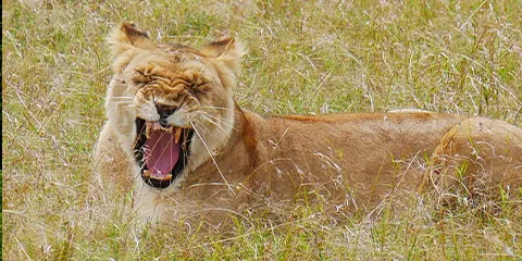 5 Days Big Five Budget Safari Escape the Best Camping 