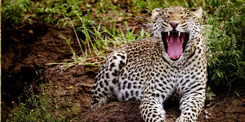 cover-4 Days Budget Safari Tarangire Serengeti and Ngorongoro