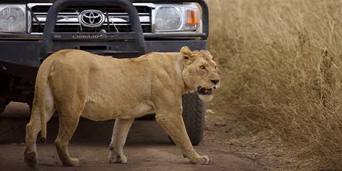 3 Days Camping Safari in Serengeti and Ngorongoro