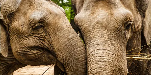 5 Days Safari Odyssey Tarangire and Beyond