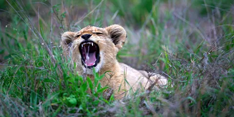 cover-3 Days Mid Range Safari to Serengeti and Ngorongoro