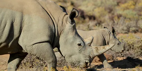 5 Days Private Luxury Escapade Adventure in Tanzania