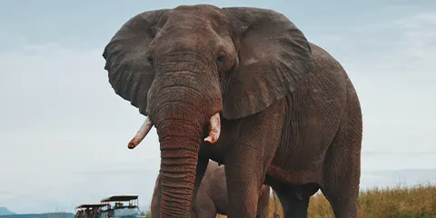 5 Days Affordable Camping Adventure Witness Tanzania Big Five in Tarangire Serengeti and Ngorongoro