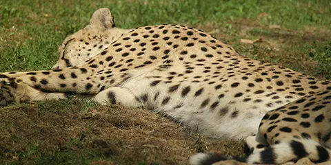 4 Days Camping Safari to the Big Five in Tanzania