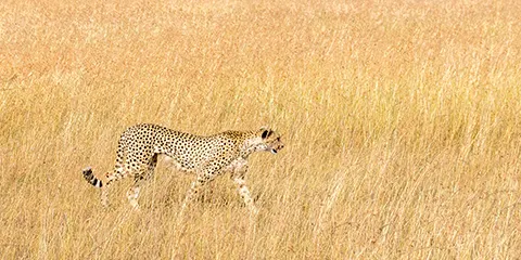 2 Days Unleash Your Adventurous Spirit Private Luxury Safari