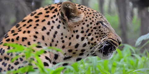 4 Days Camp Under the Stars a Budget Through Tarangire