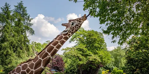 5 Days Top Private Safari to Manyara and Ngorongoro