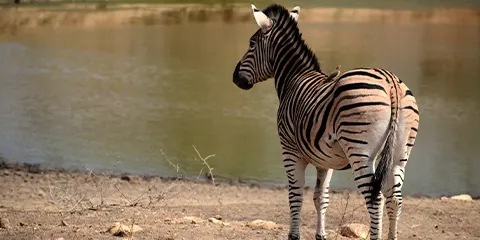 3 Days Mid Range to Serengeti and Ngorongoro Crater 