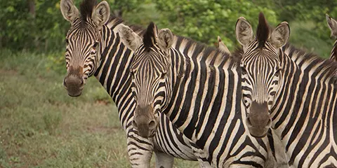3 Days Private Safari in Serengeti and Ngorongoro