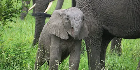 4 Days Wildlife Bliss Mid Range Private Safari