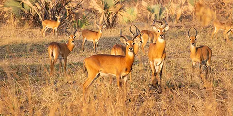 3 Days Luxury Vip Private Safari in Serengeti Ngorongoro 