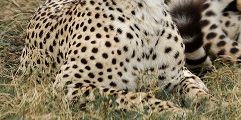 5 Days Safari in the Tarangire Serengeti and Ngorongoro