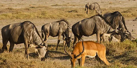 3 Days Mid Range Wildlife in Serengeti and Ngorongoro