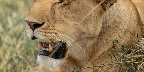 cover-3 Days Discover Wildlife Serengeti and Ngorongoro Lodge