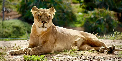 5 Days Tarangire Serengeti Ngorongoro Crater Safari VIP Luxury Journey