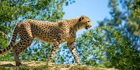 5 Days Jungle Elegance Mid Range Safari to Serengeti