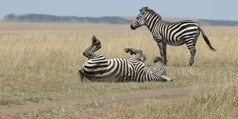 2 Days Luxury Safari to Tarangire and Ngorongoro Crater