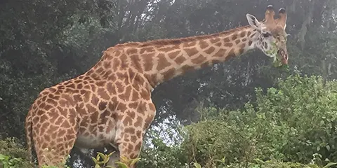 5 Days Safari on a Budget in Tarangire and Ngorongoro