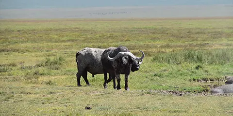 3 Days Budget Safari Extravaganza Camping Explore in Serengeti