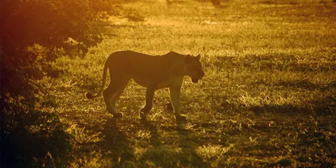 4 Days Mid Range Safari to Tarangire and Ngorongoro