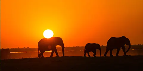 5 Days Safari Unrivaled Opulence in Serengeti Big Five