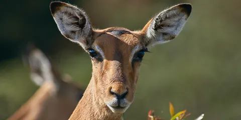 3 Days A Symphony of Splendor Tour in Serengeti Lap of Luxury