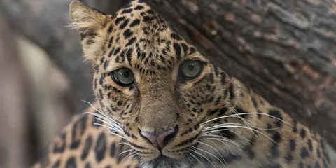 5 Days Vip Safari to Tarangire Serengeti and Ngorongoro
