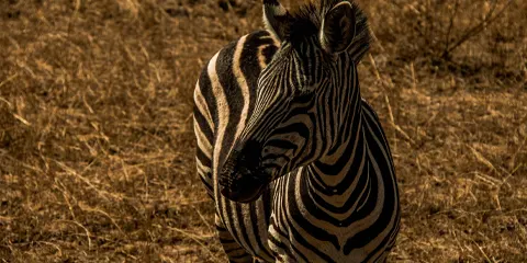 4 Days Luxury Safari in Tarangire