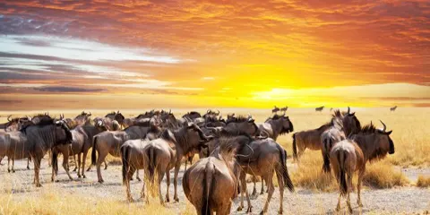 4 Days Private Luxury Lodge Five Stars Wildlife Safari 