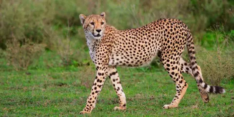 3 Days Vip Luxury Private Five Stars Safari to Remember