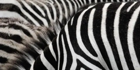 3 Days Lodge Luxury in Serengeti and Ngorongoro Crater