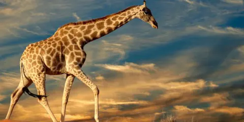 3 Days Budget Friendly Big 5 Safari Trip Magic in Serengeti and Ngorongoro