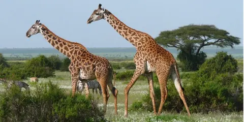 5 Days Safari Mid Range Wilderness Escape to Serengeti