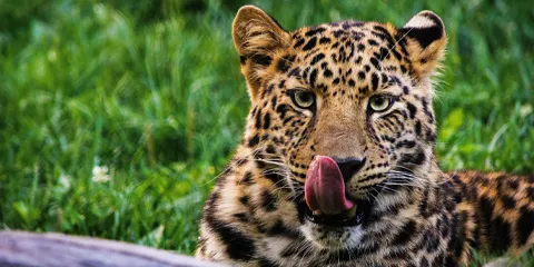 5 Days Safari to Tarangire Serengeti and Ngorongoro