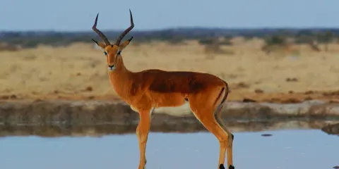 3 Days Ultimate Five Star Lodging in Serengeti and Ngorongoro