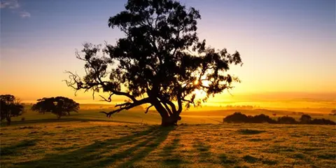 cover-3 Days Embark on a Serengeti Safari Mid Range Lodge Adventure