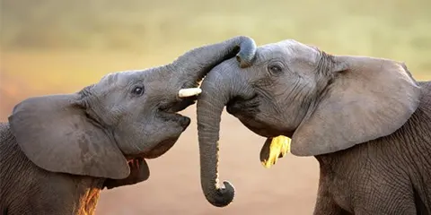 4 Days Nature Bargain Dive into Tanzania Best on a Budget Camping Bliss in Tarangire