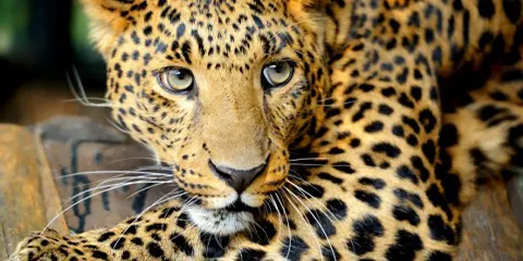 5 Days Tanzania Budget Safari Delight the Best Camping