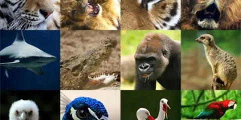 5 Days Tanzania Budget Camping Safari to Serengeti