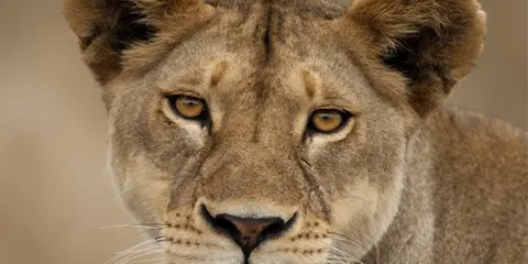 5 Days Vip Safari in Tarangire Serengeti and Ngorongoro Crater