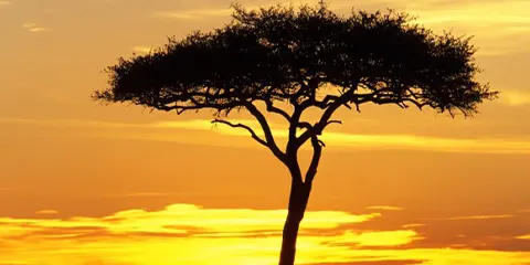 5 Days Vip Safari in Tarangire Serengeti and Ngorongoro